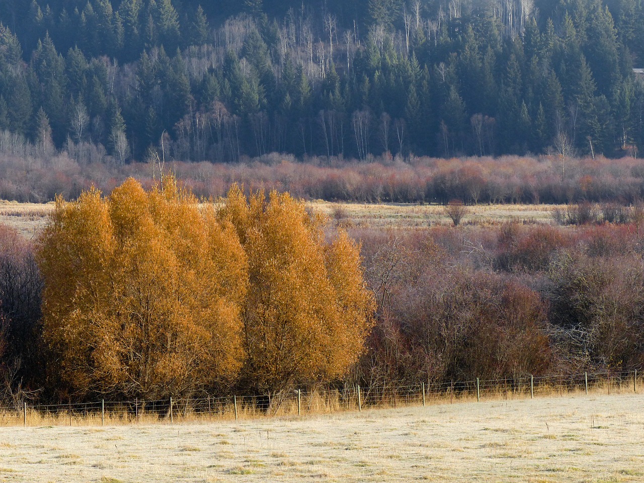 autumn fall trees free photo