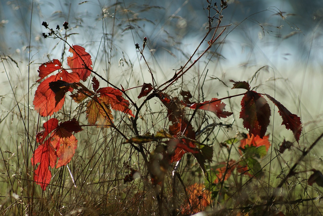 autumn tree smaller tree free photo