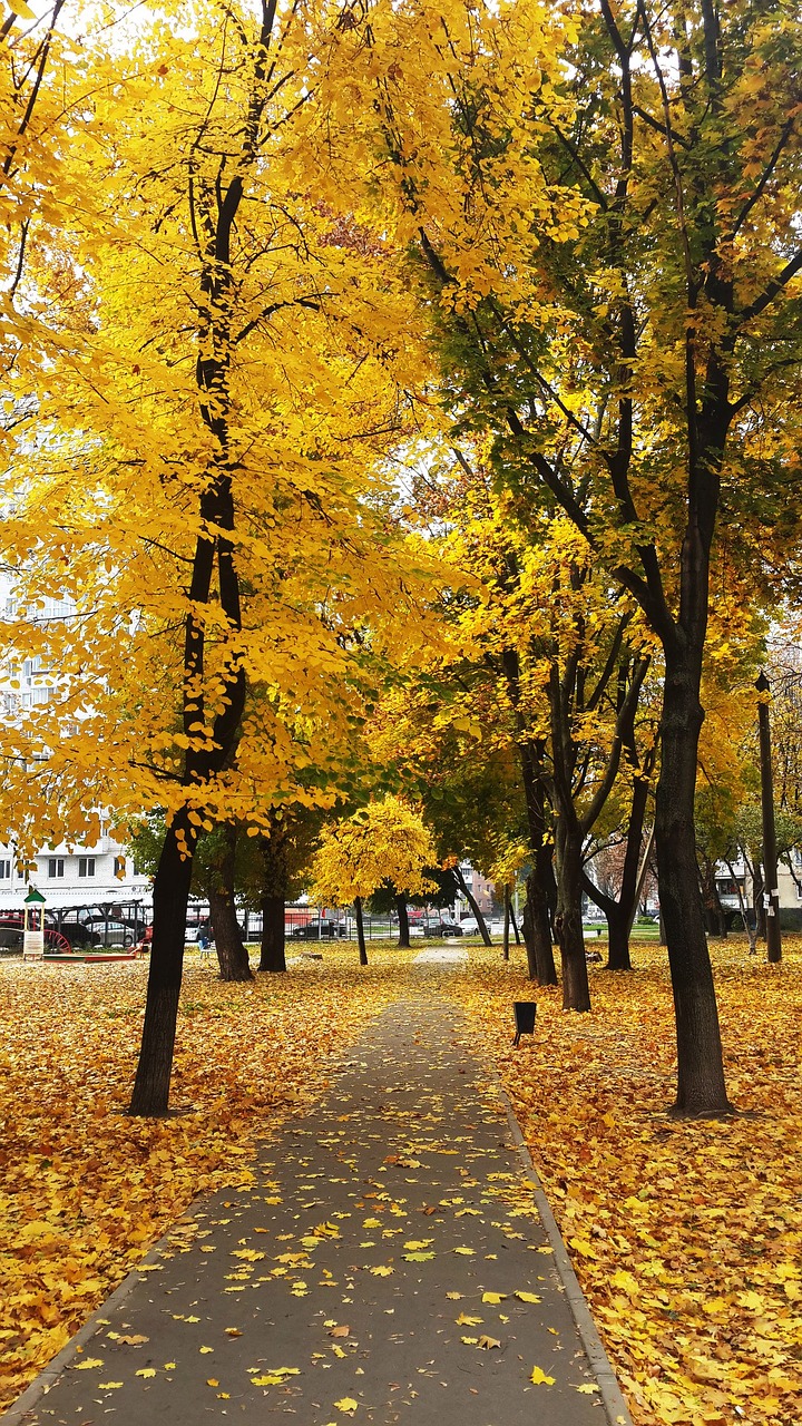 autumn paint leaves free photo