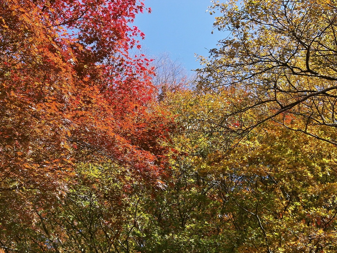autumn autumnal leaves colorful free photo