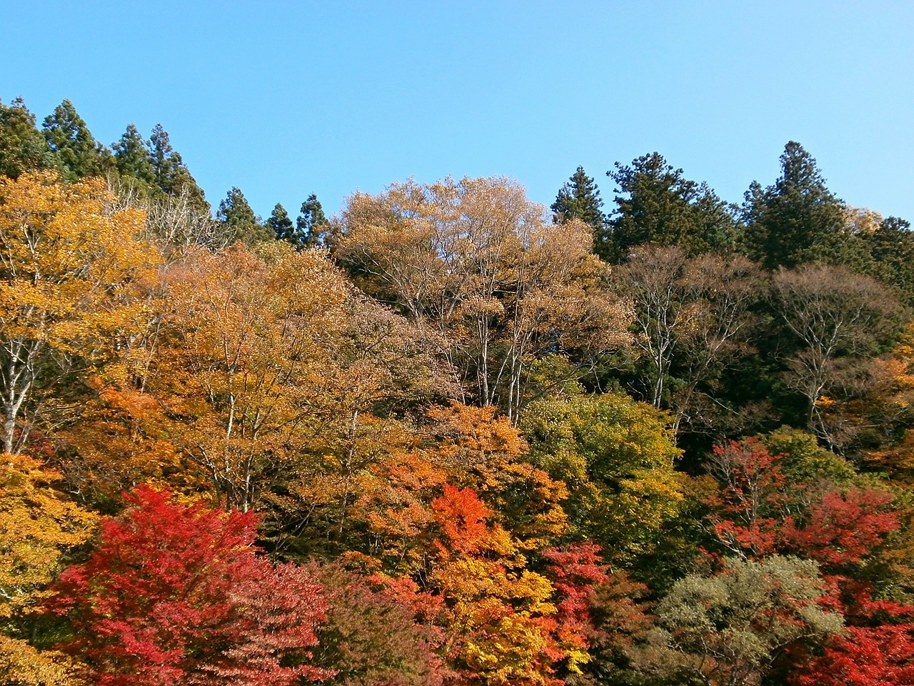 autumn autumnal leaves colorful free photo