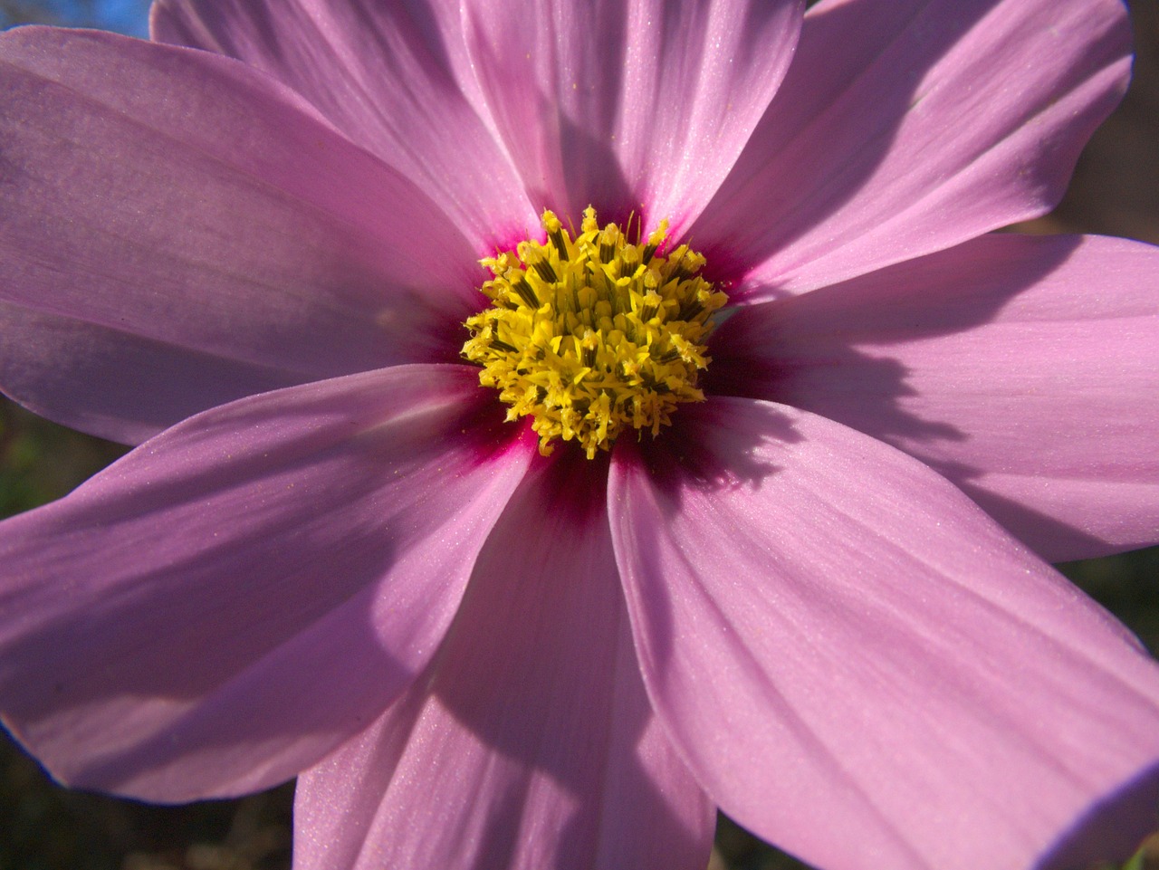 autumn flower purple free photo