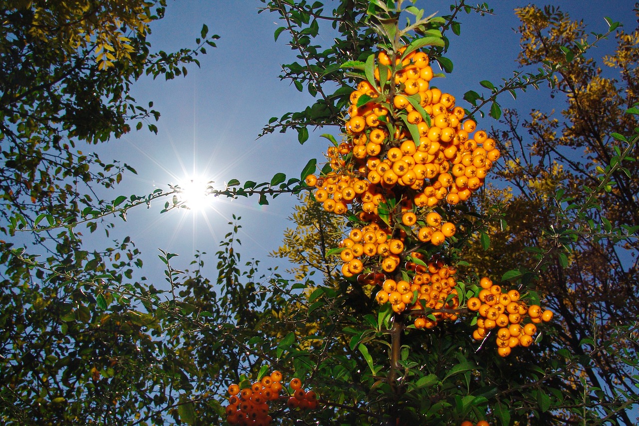 autumn crop berry crop free photo