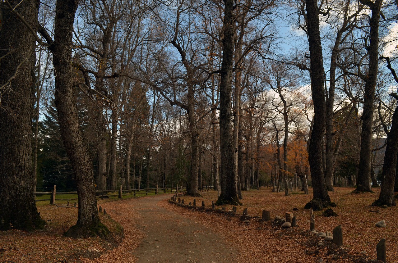 autumn forest landscape free photo