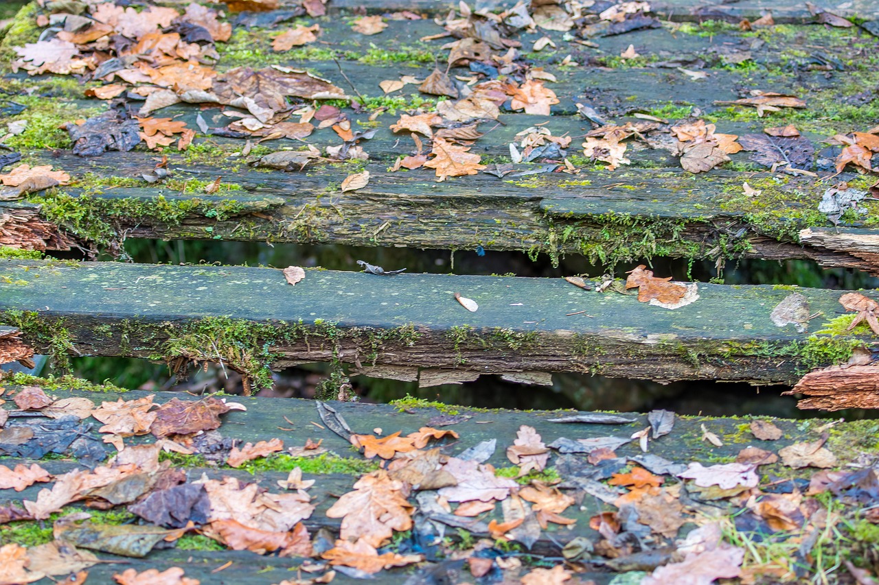 autumn leaves forest floor free photo