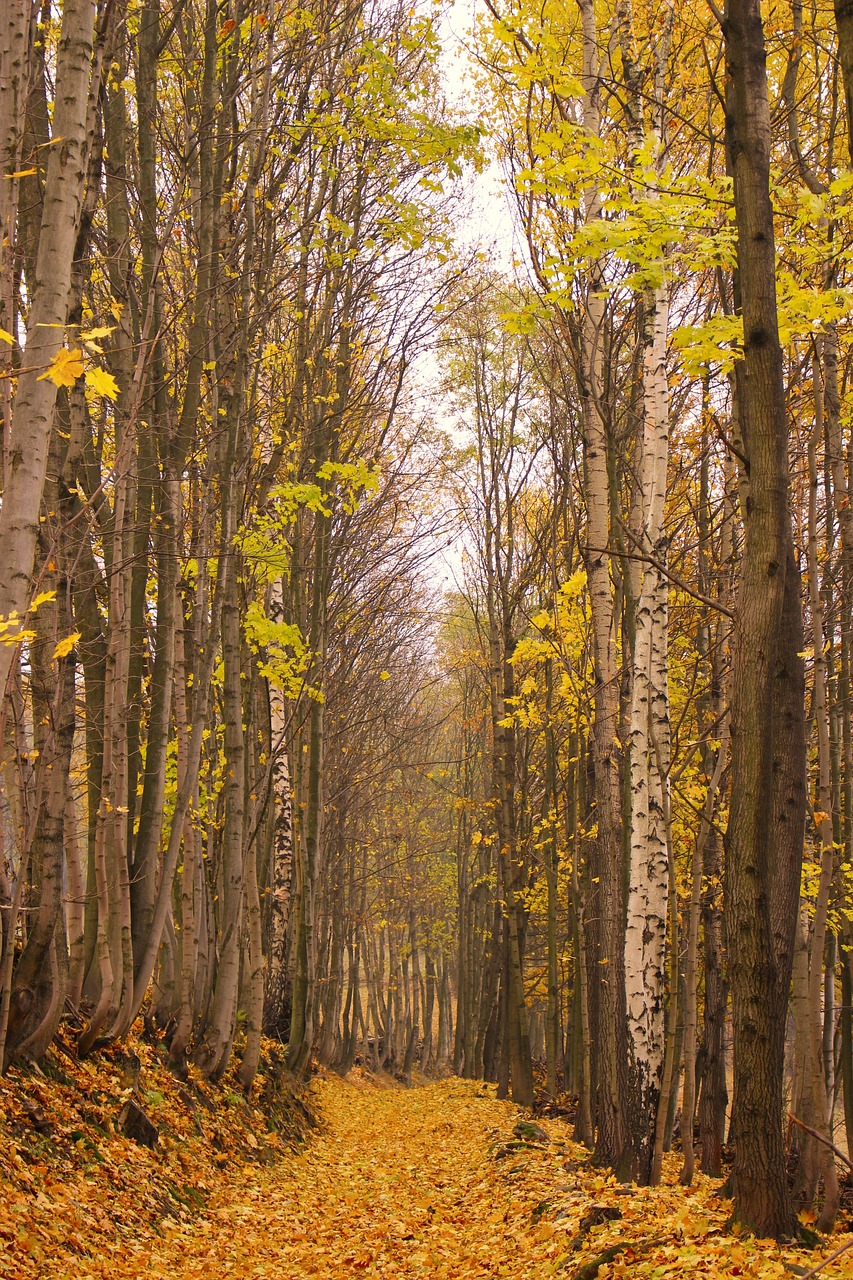 autumn leaves colors free photo