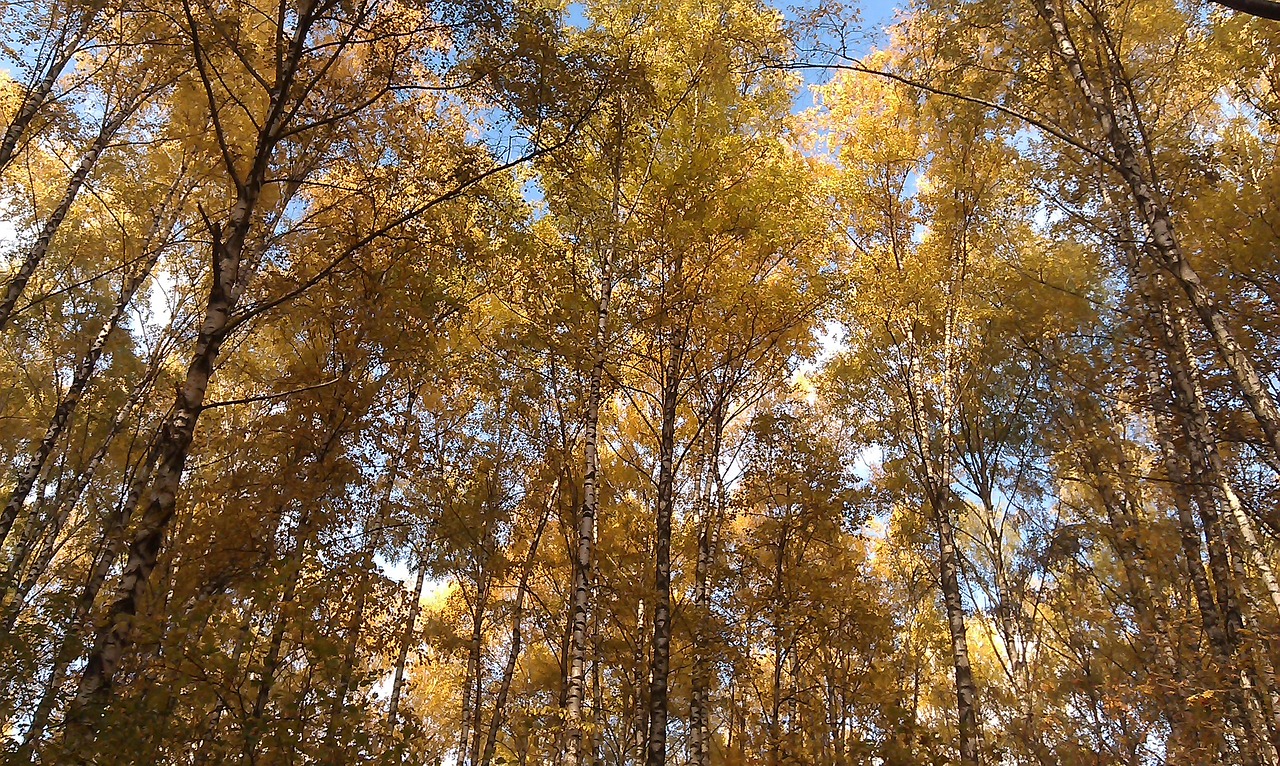 autumn forest blue sky free photo