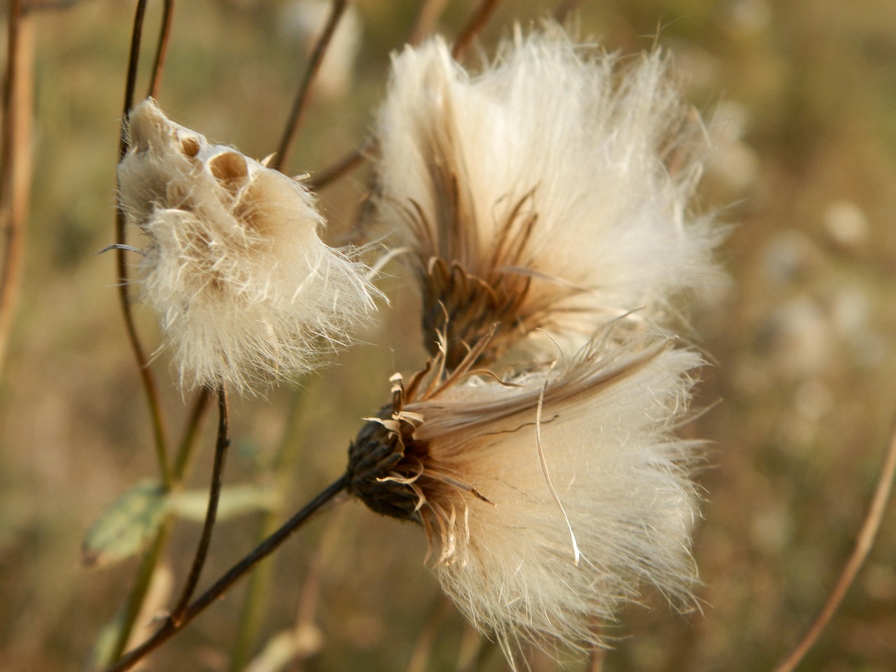 autumn thistle dry thistle free photo