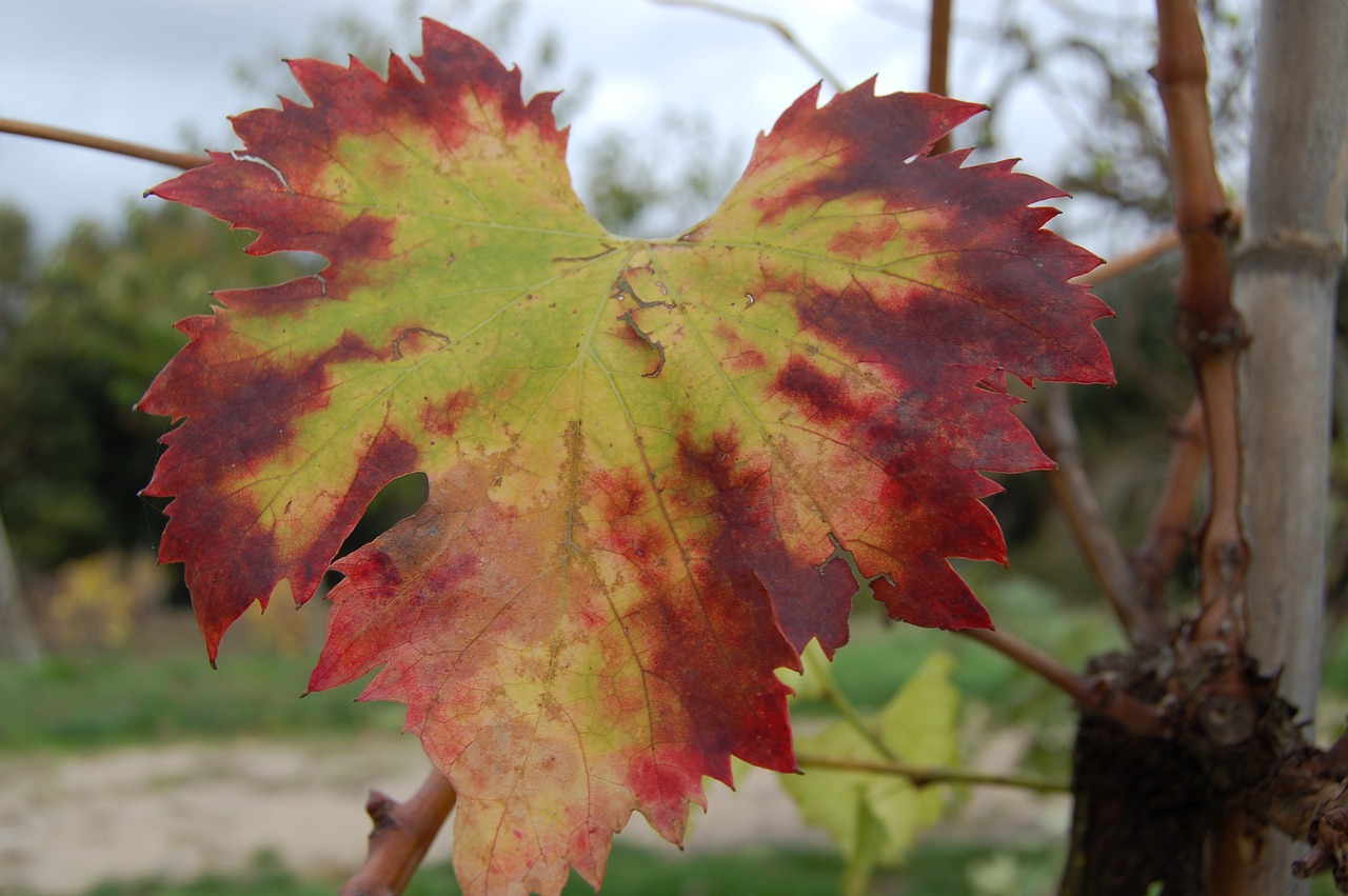 autumn leaf colors free photo