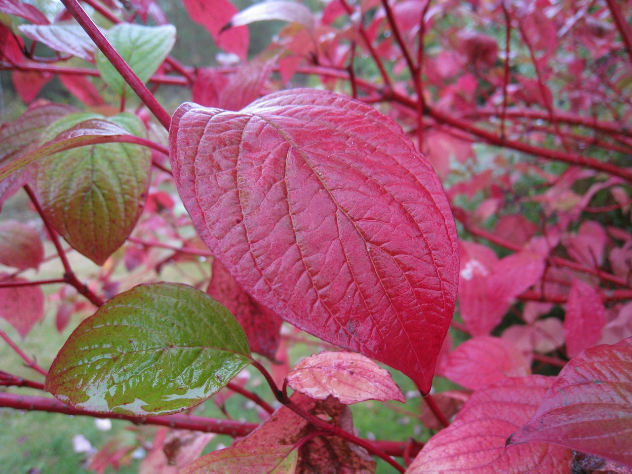 autumn leaf red free photo