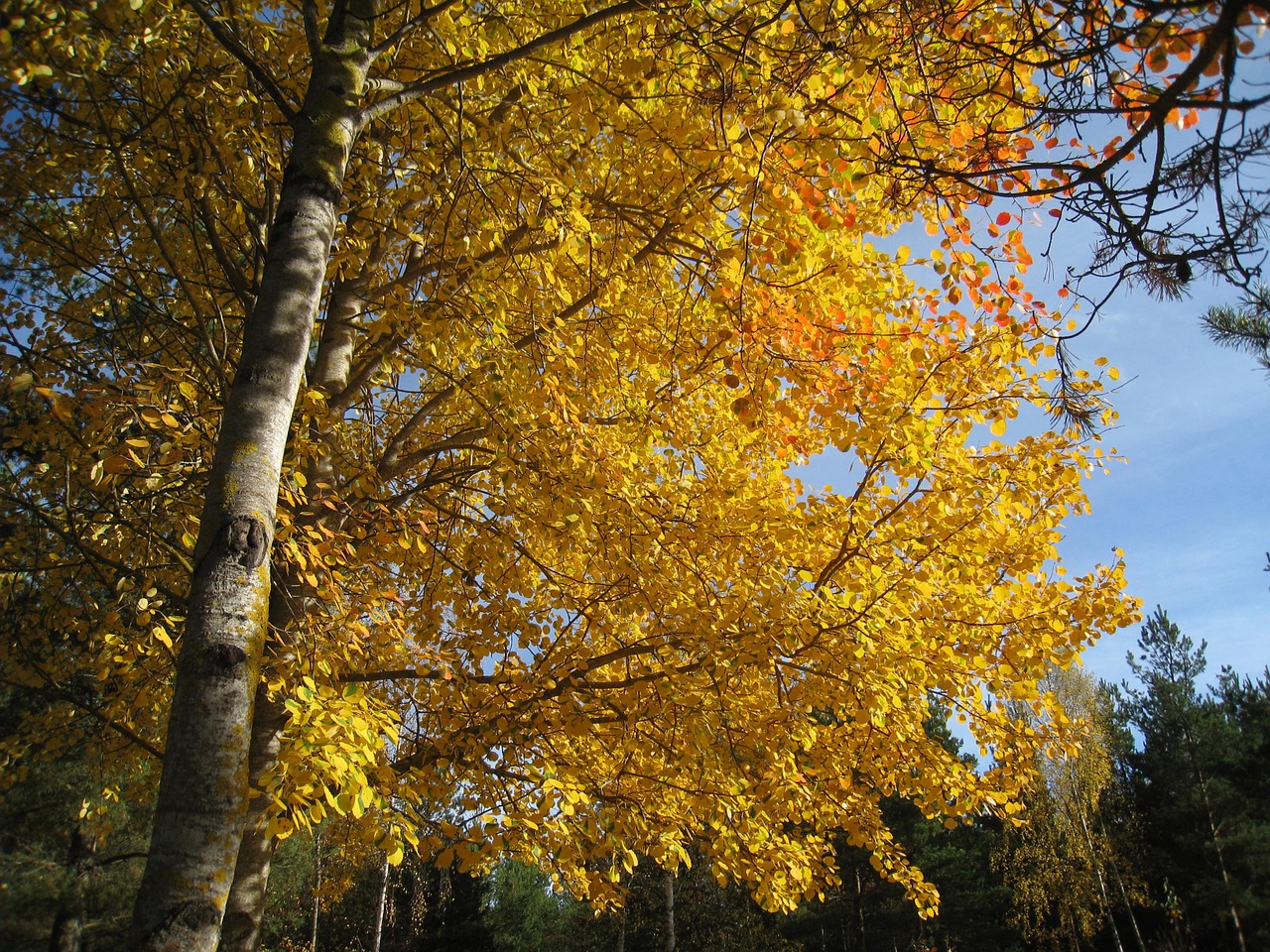 autumn color yellow free photo
