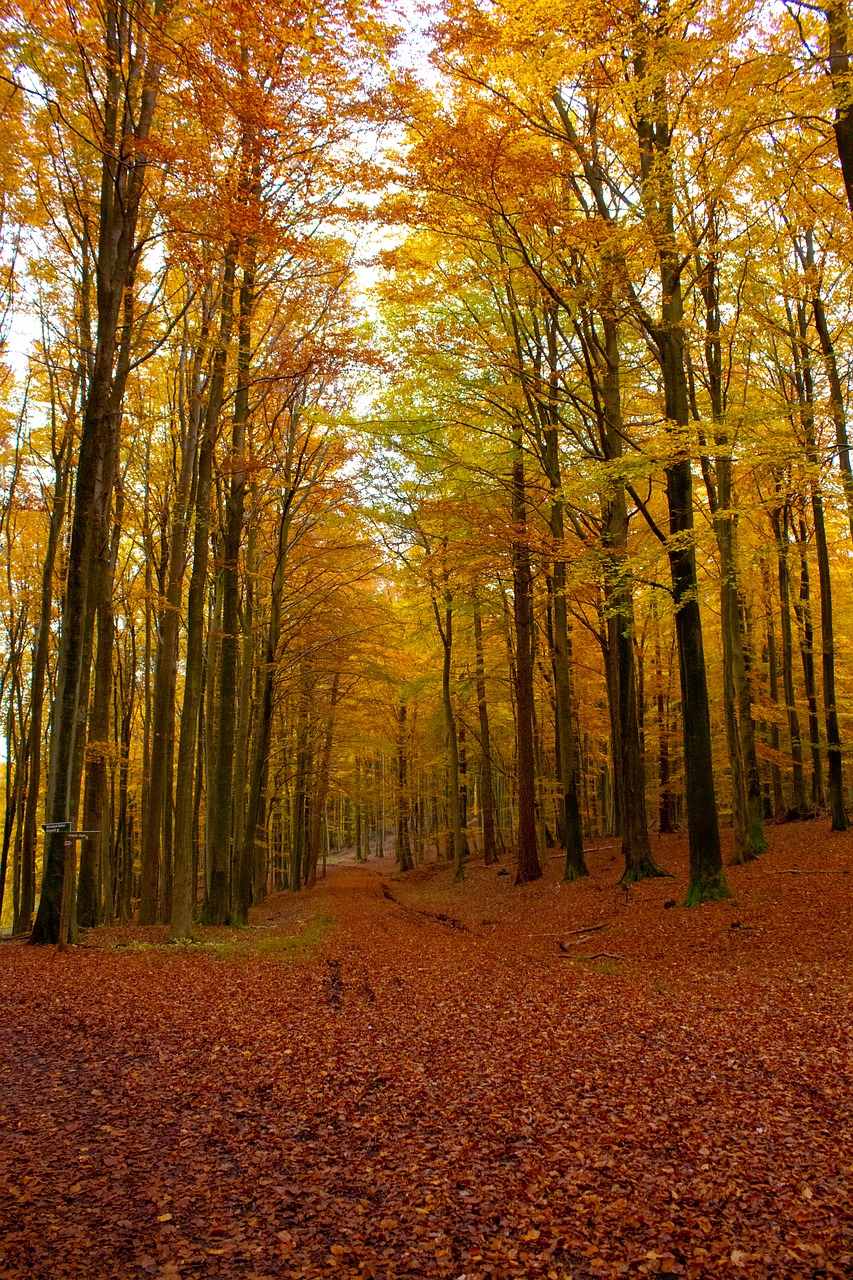 autumn forest king chair free photo