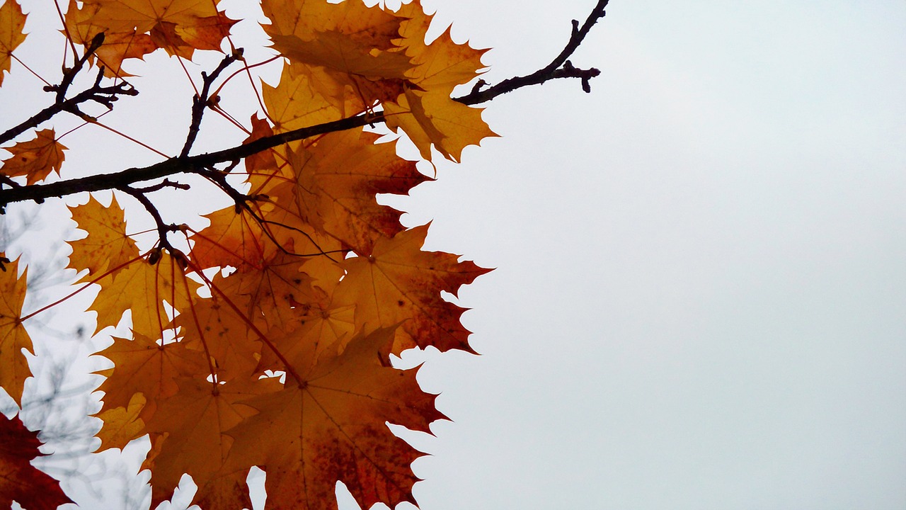 autumn leaves fall leaves free photo