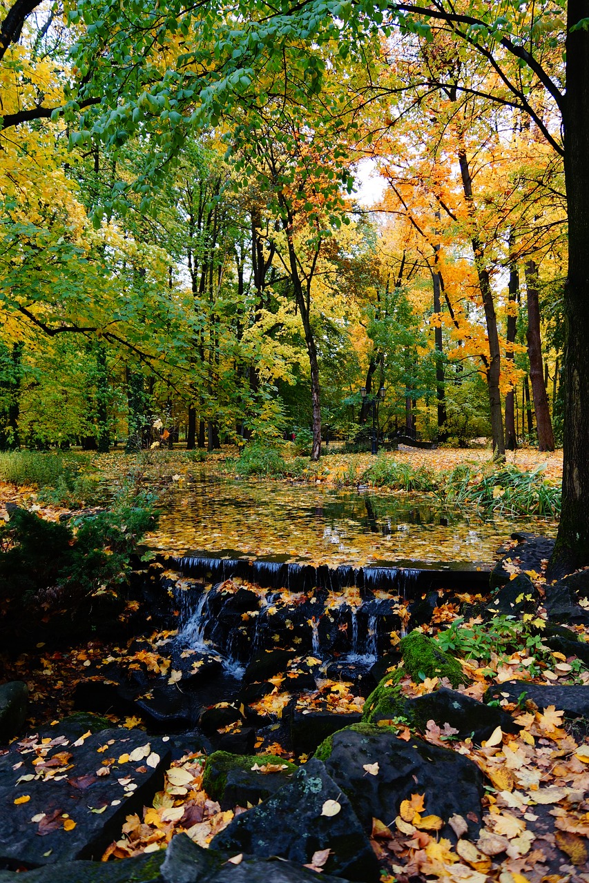 autumn park foliage free photo