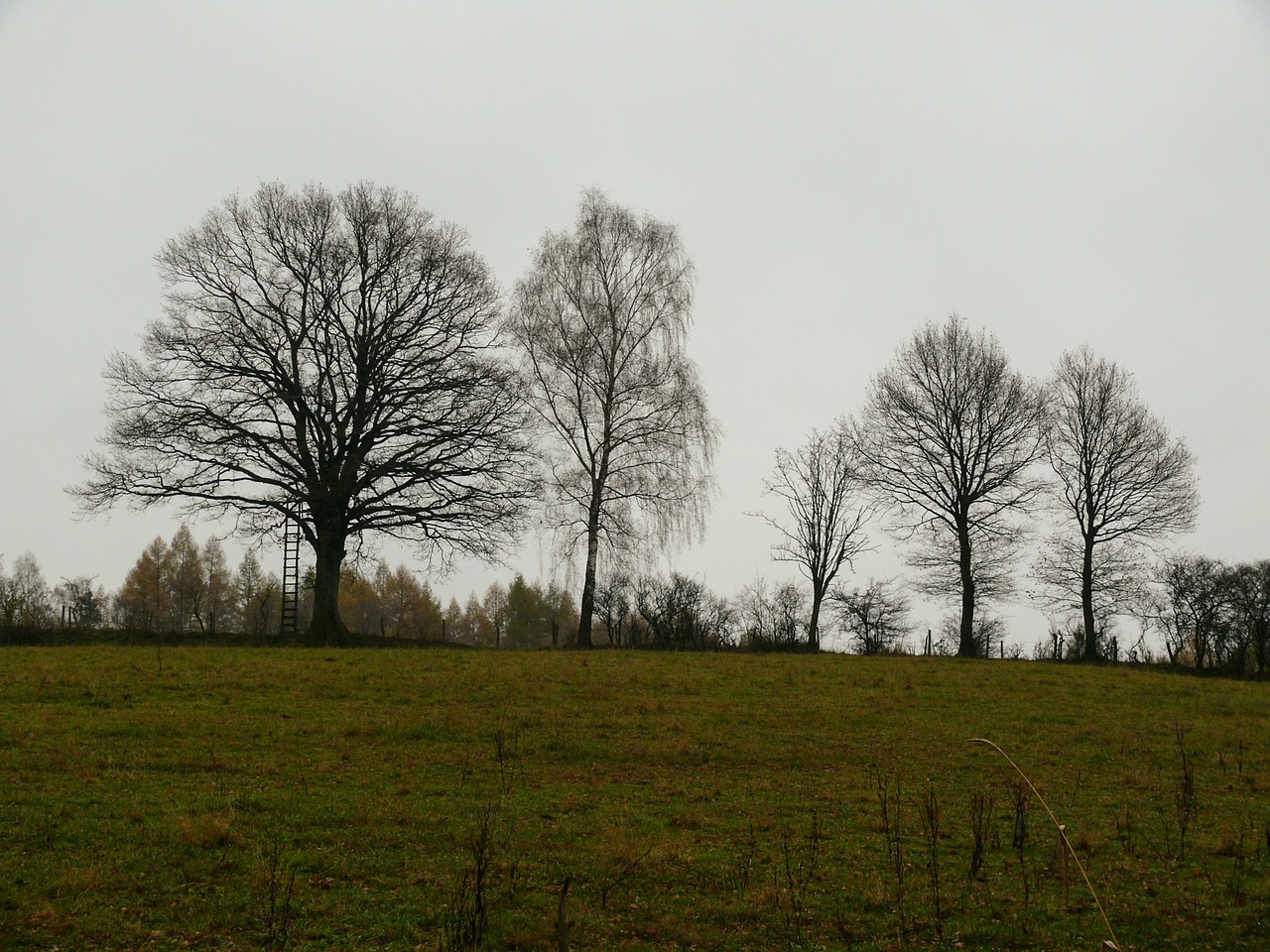 autumn november forest free photo