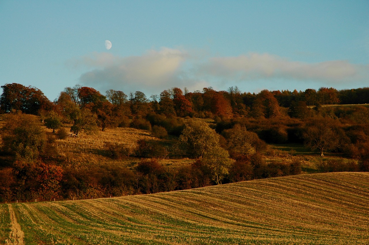 autumn fall nature free photo