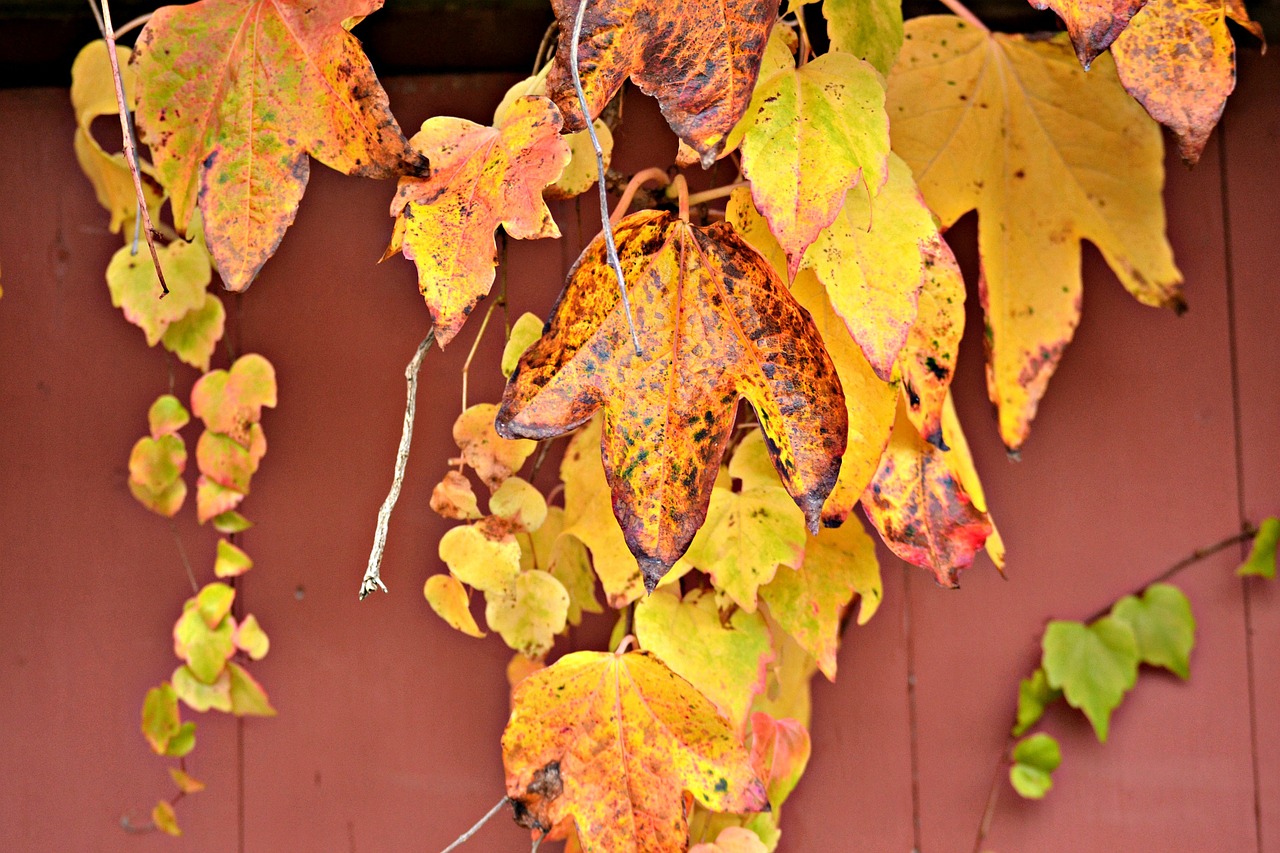 autumn leaves season free photo