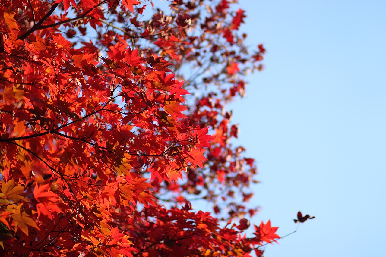 autumn autumn leaves sky free photo