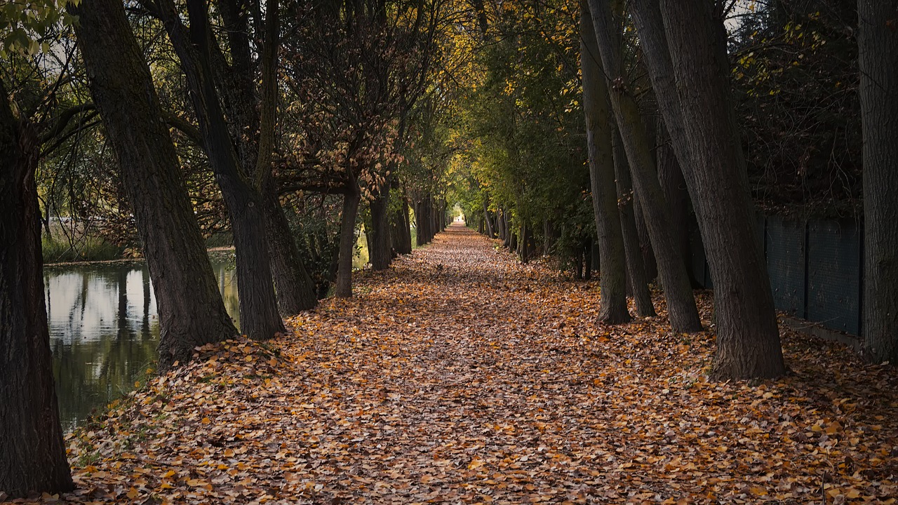 autumn path park free photo