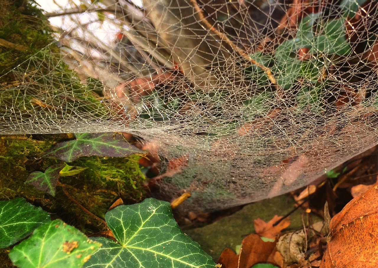autumn animals cobweb free photo