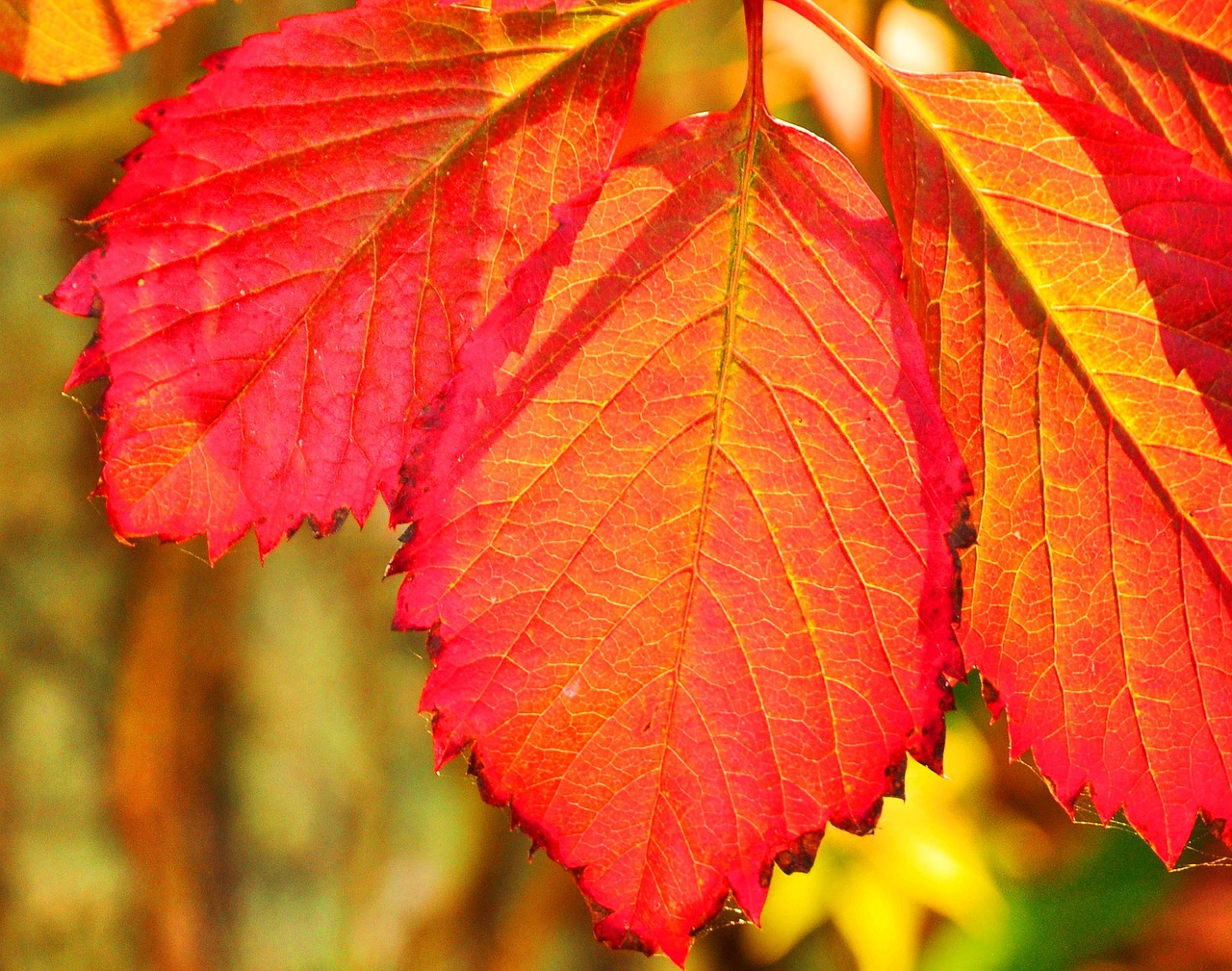 autumn leaf free pictures free photo