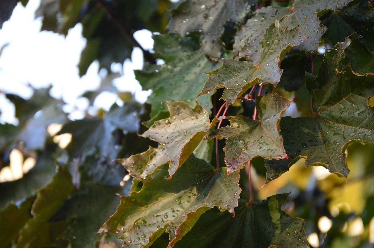 autumn maple leaf burgandy free photo