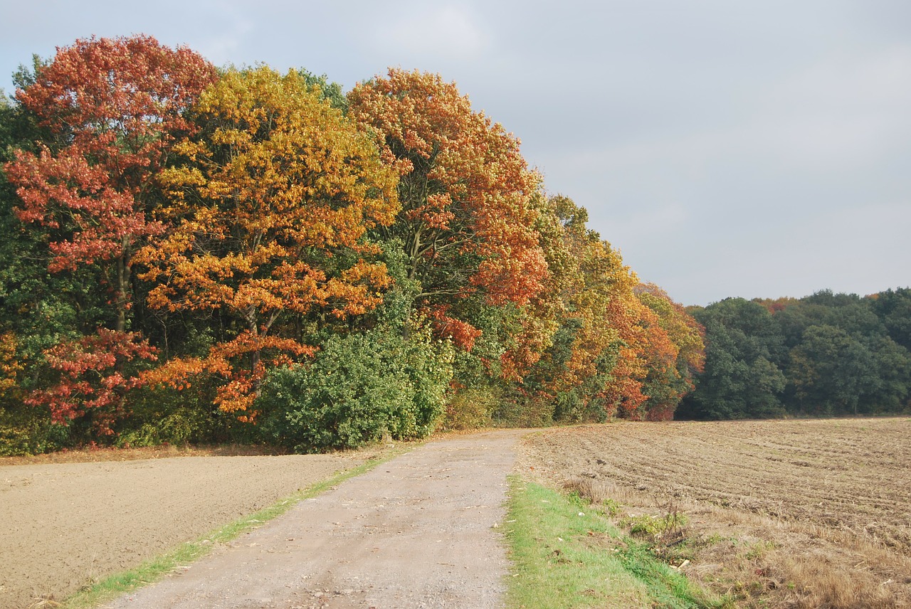 autumn trees colors free photo