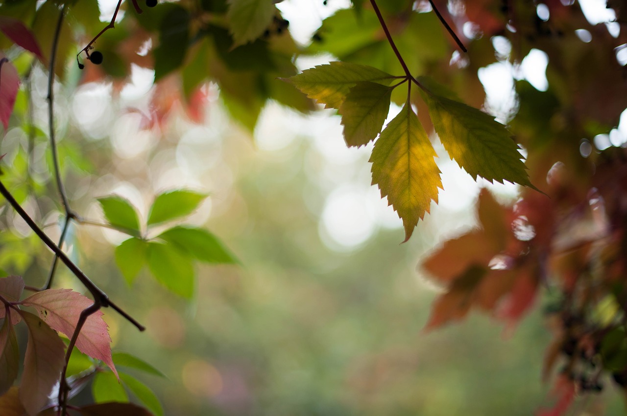 autumn nature forest free photo