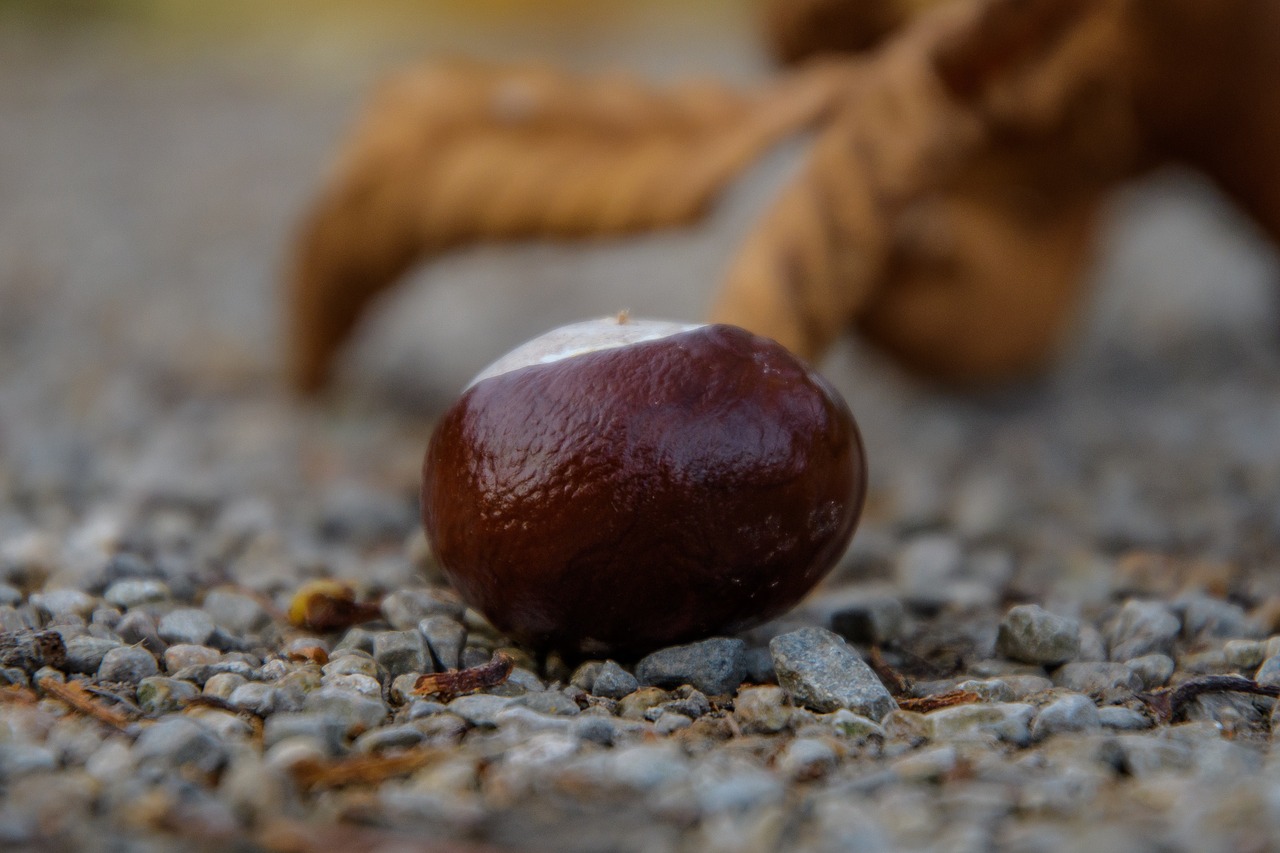 autumn chestnut chestnut leaves free photo
