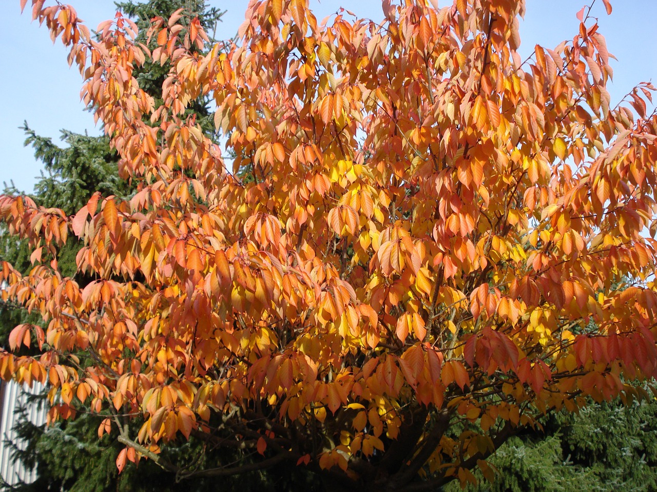 autumn leaves golden autumn free photo