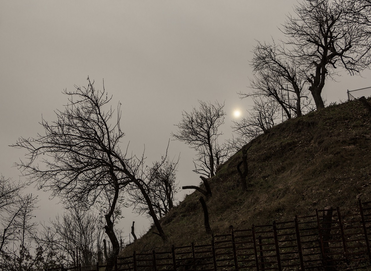 autumn bare fence free photo