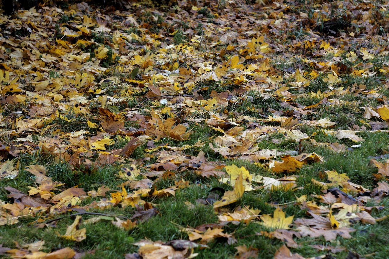 autumn autumn leaves nature free photo