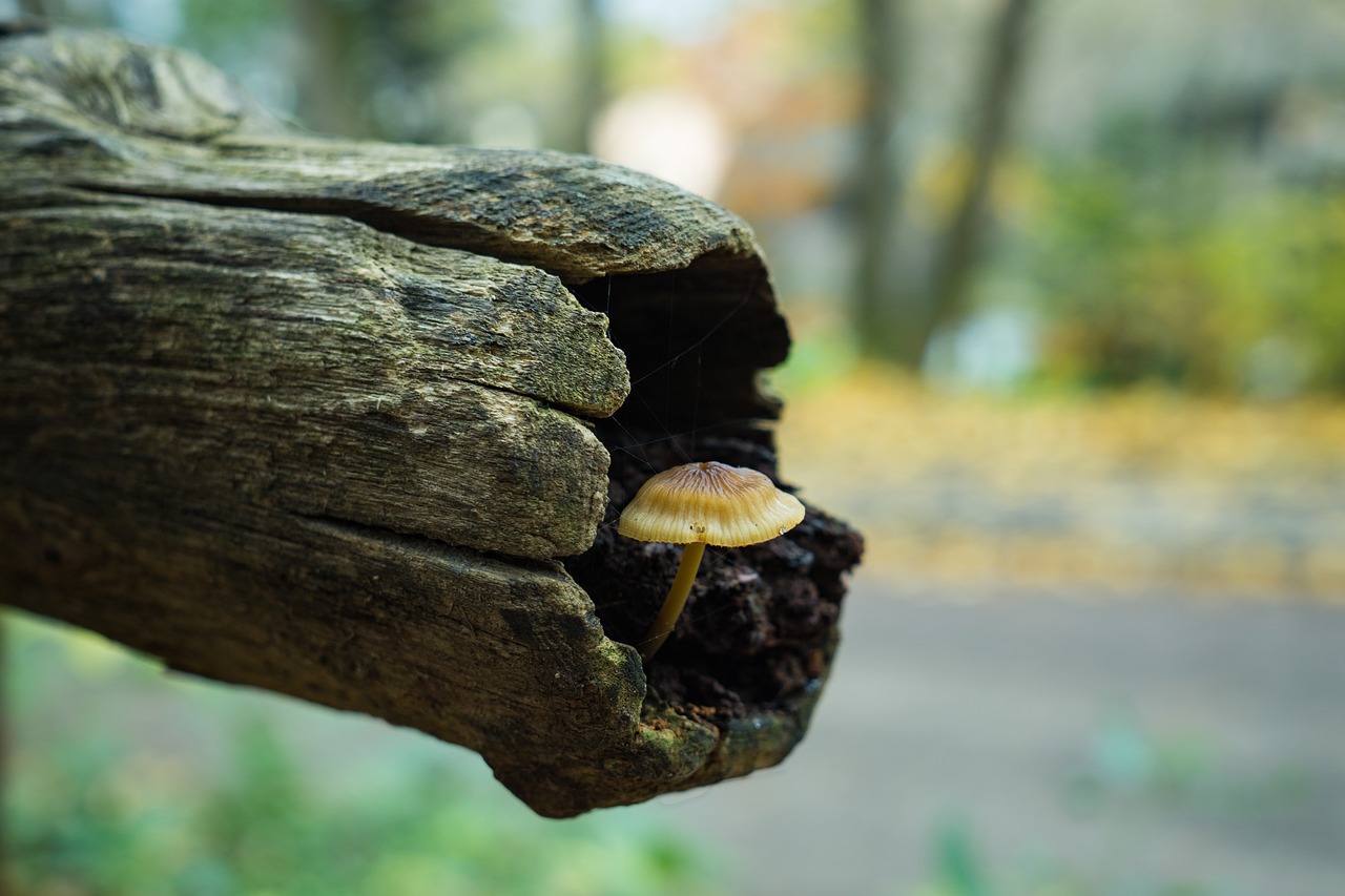 autumn close up fall free photo