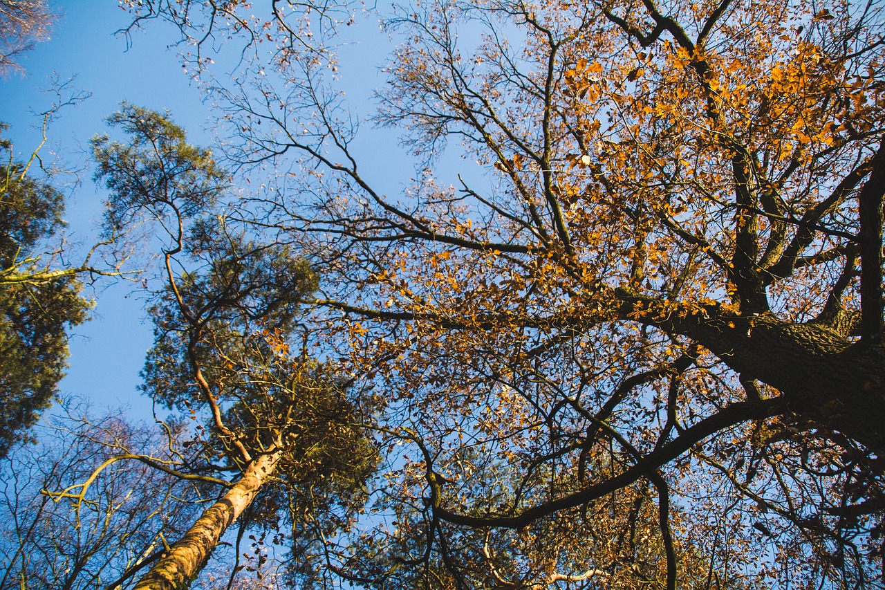 autumn blue fall free photo