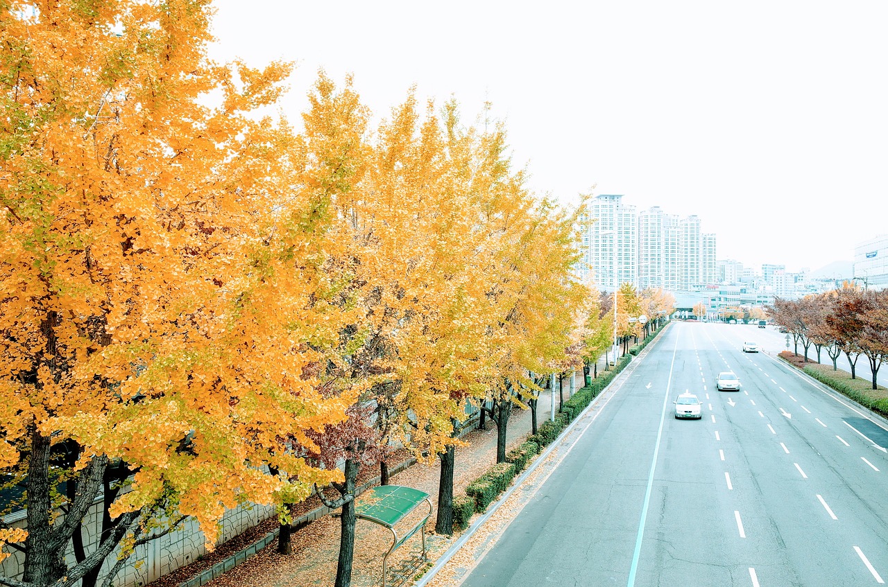 autumn ginkgo tree free photo