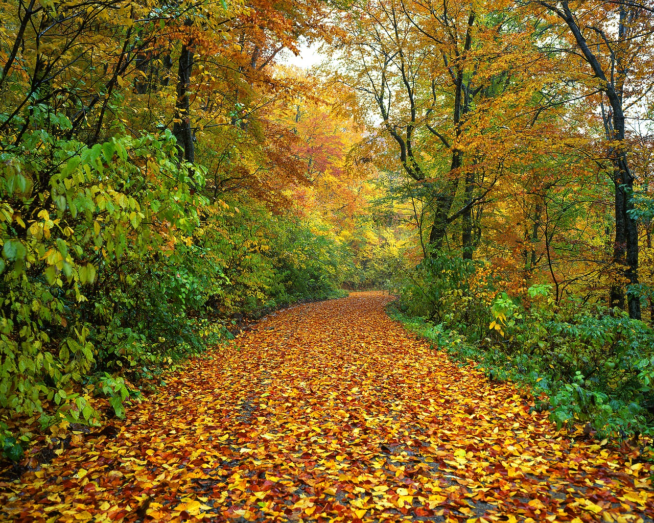 autumn road fallen leaves free photo