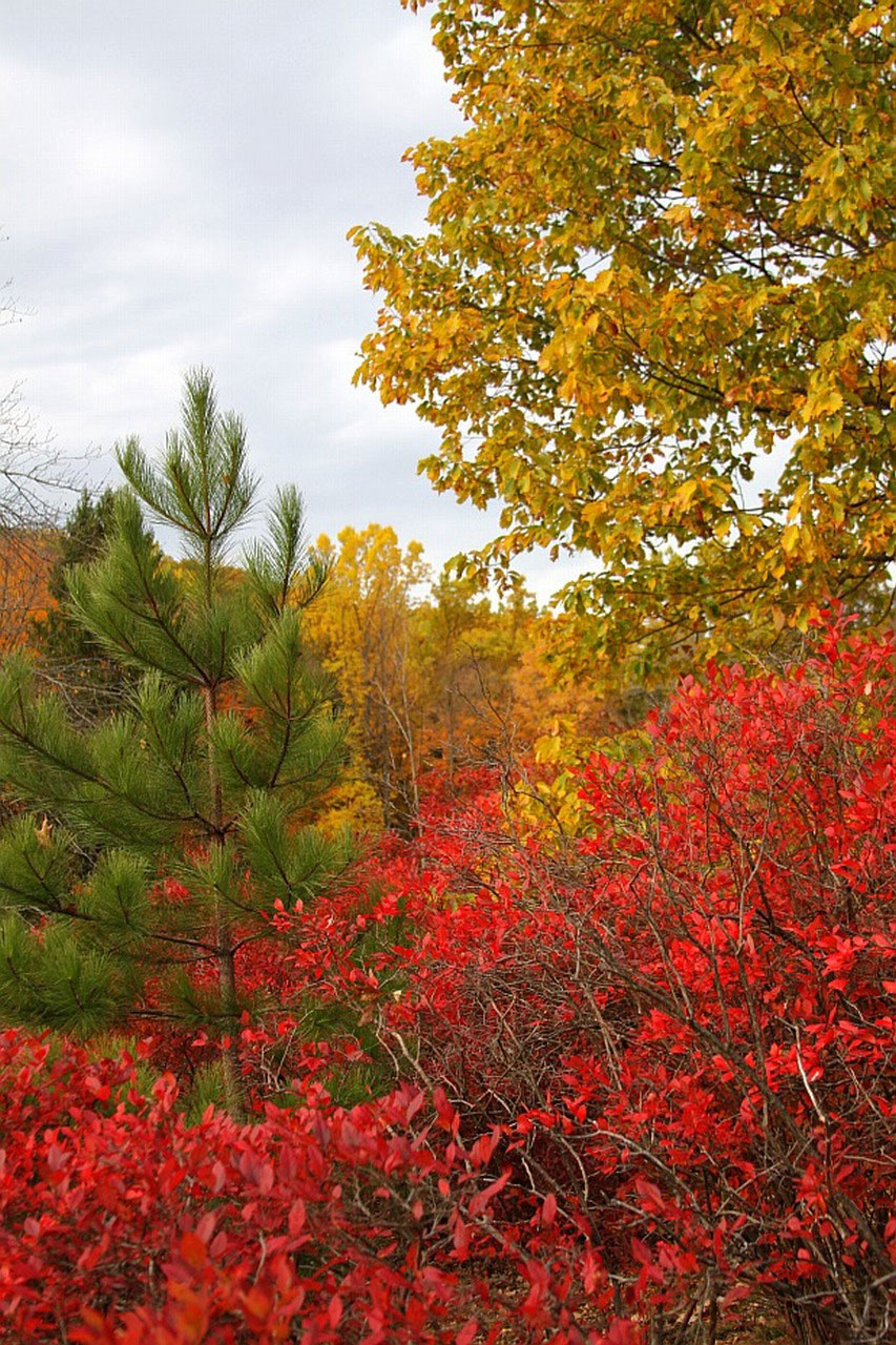 leafs tree autumn free photo