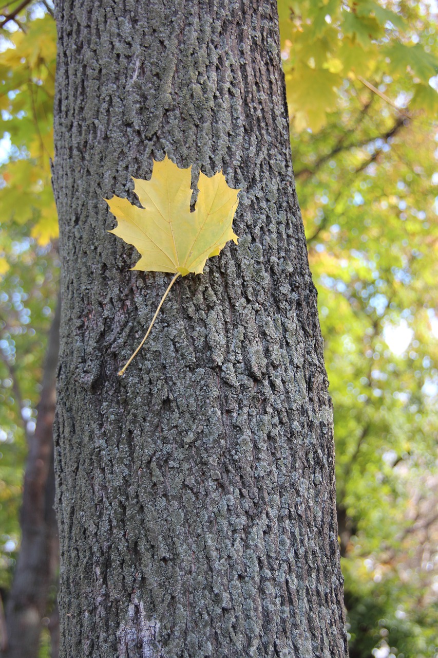autumn maple listopad free photo