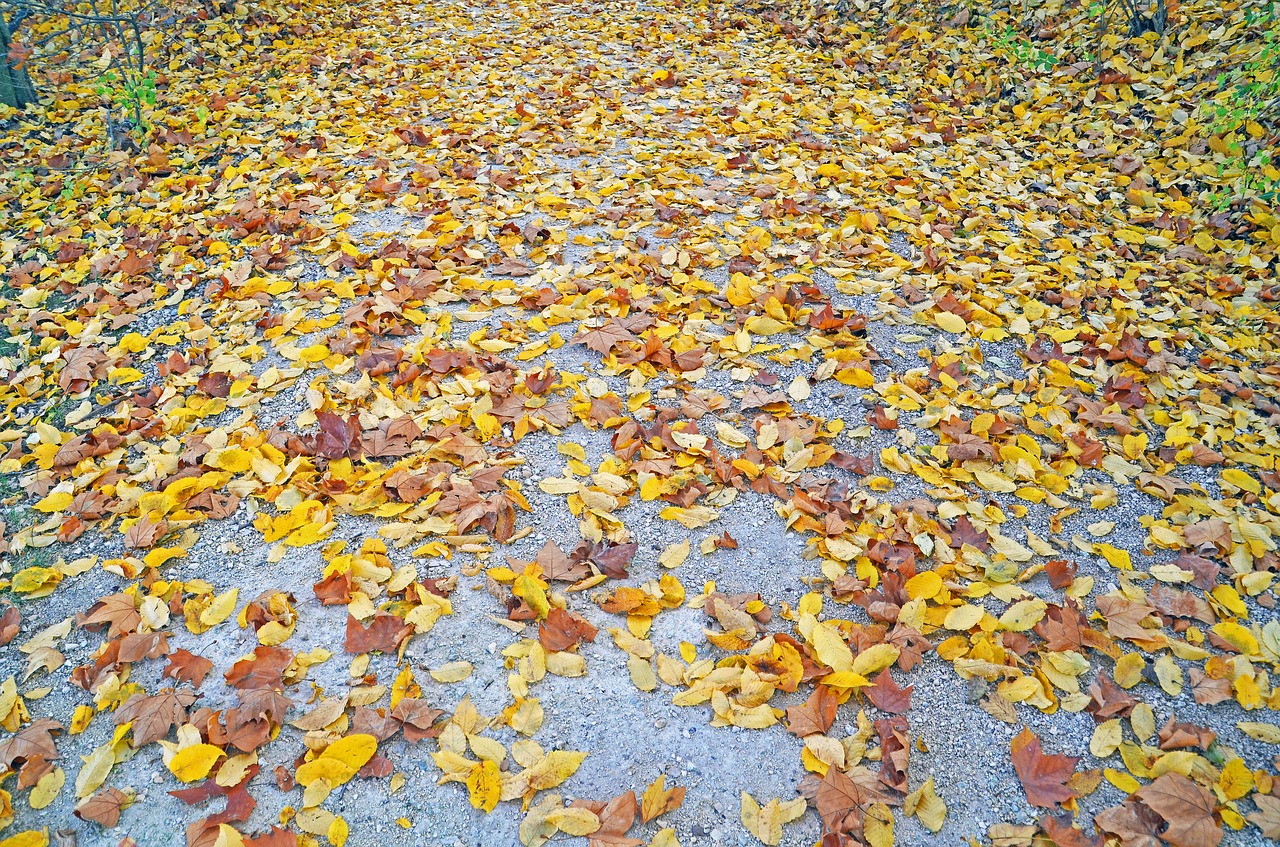 autumn leaves fall foliage free photo