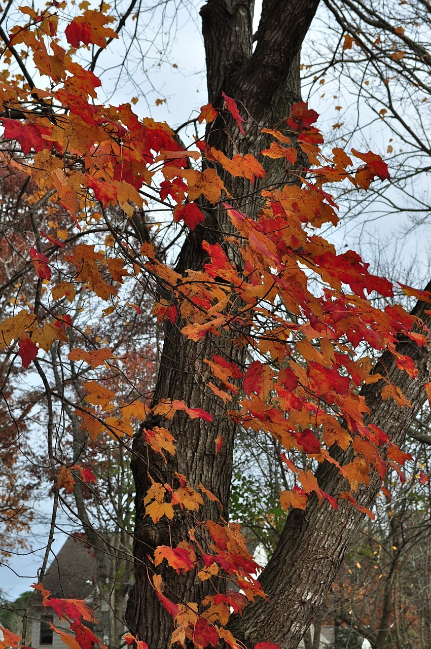 autumn season tree free photo