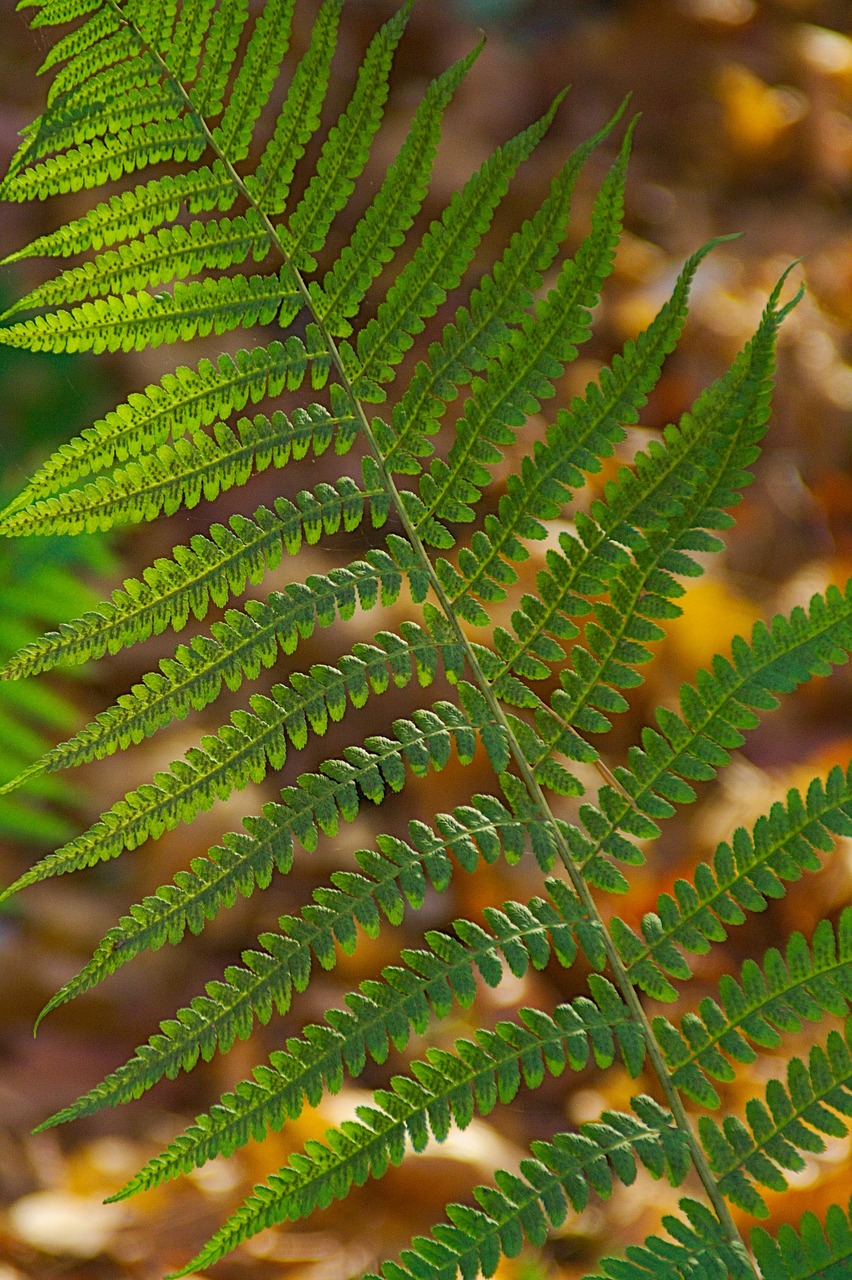 autumn nature green free photo