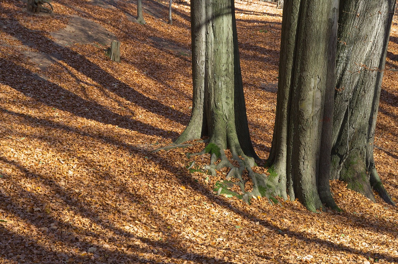 Autumn,forest,light,shadow,leaves - Free Image From Needpix.com