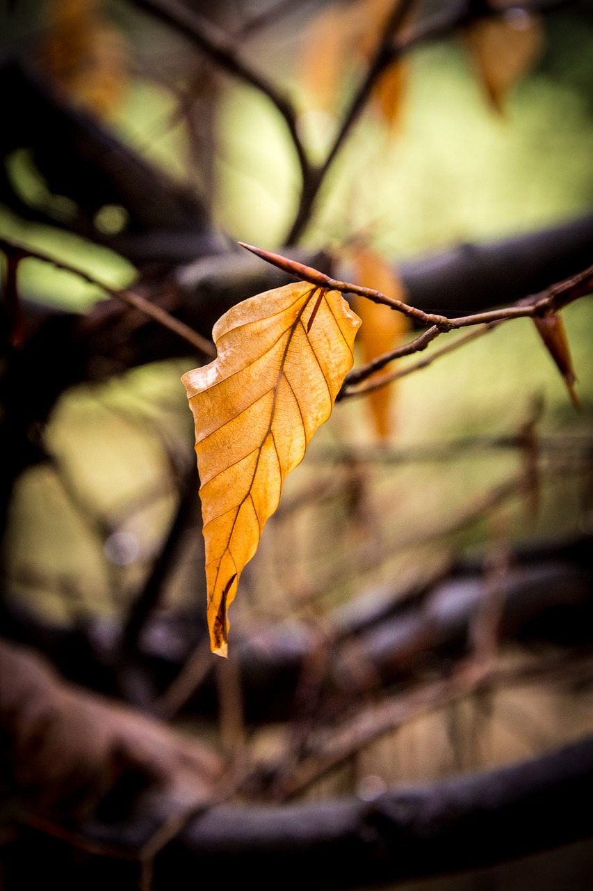 autumn leaf leaves free photo