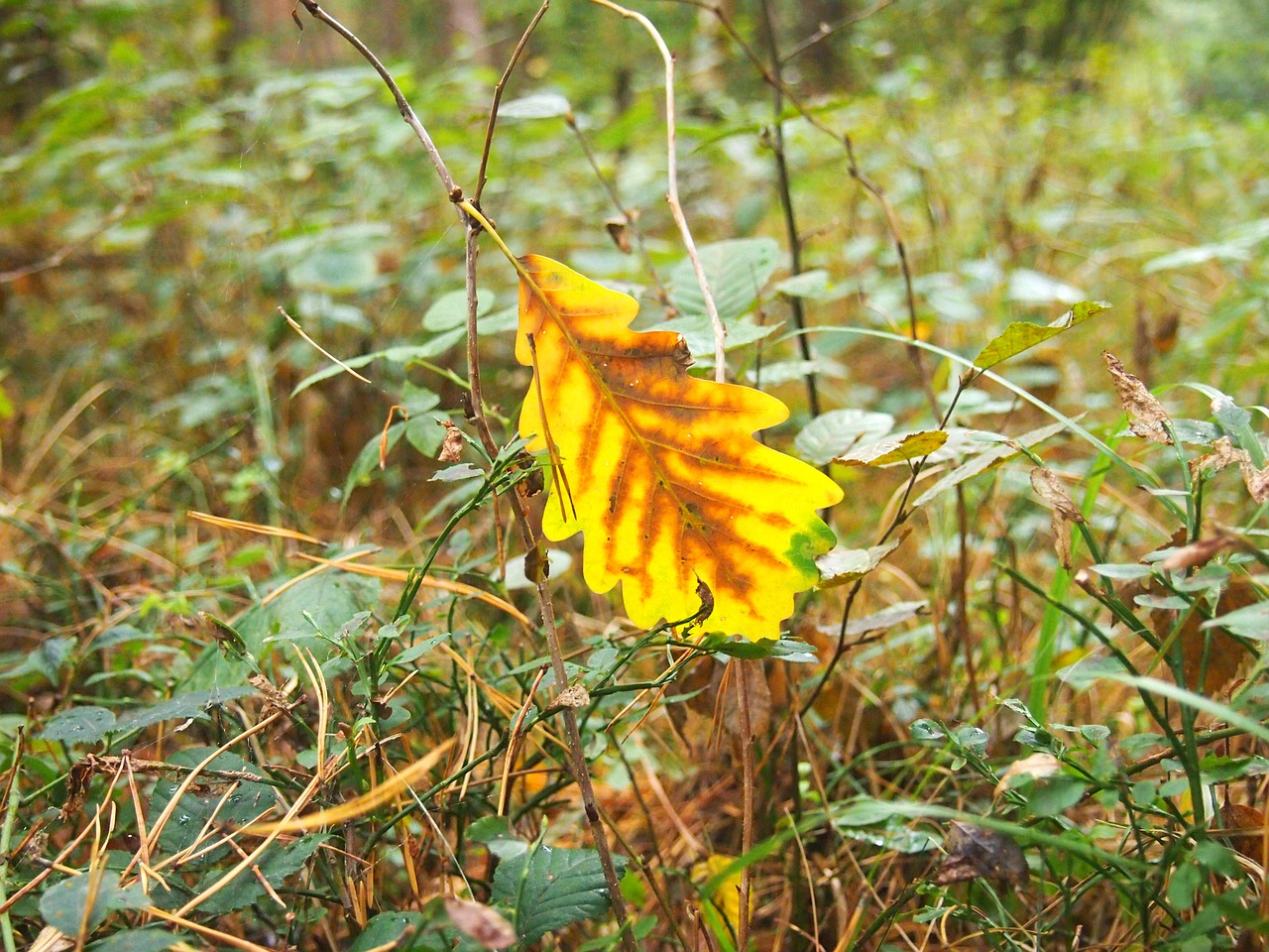 autumn leaf meadow free photo