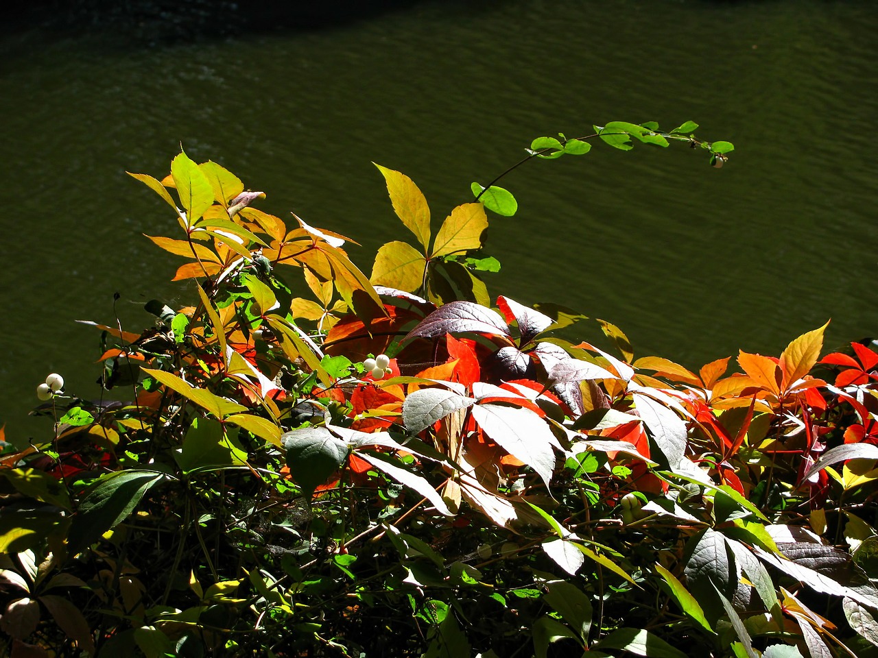 autumn golden autumn season free photo