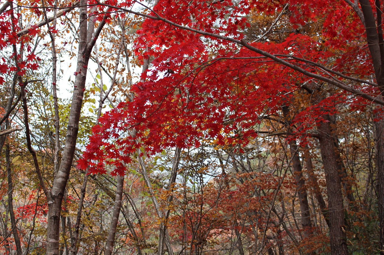 autumn autumn leaves wood free photo