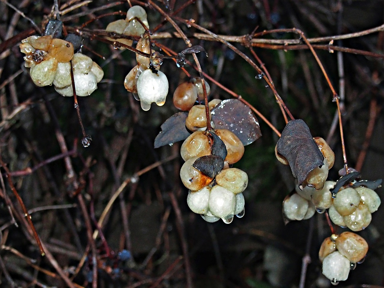 autumn bush berries free photo