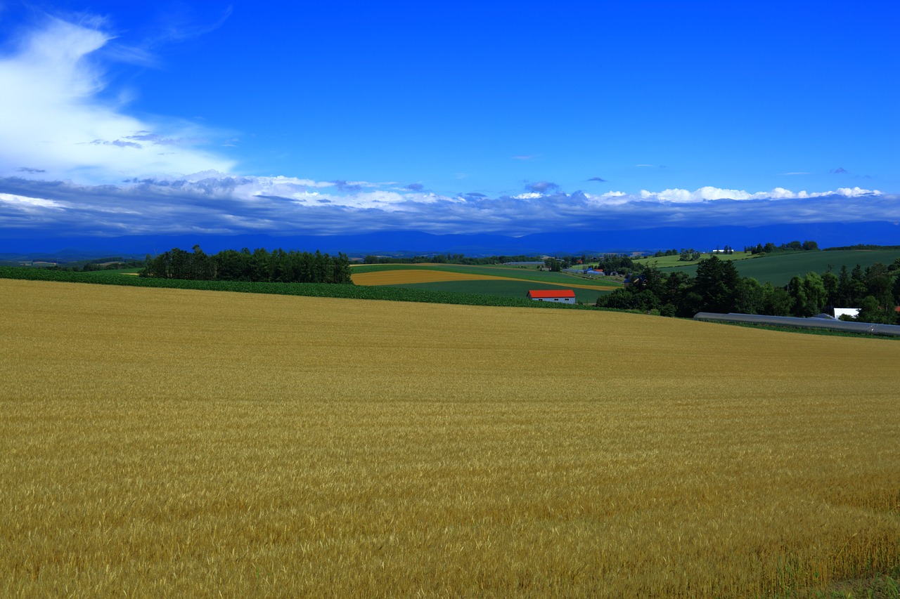 autumn wheat wheat fields free photo