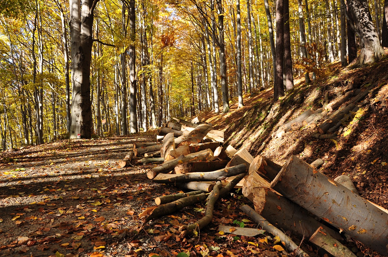 autumn path leaves free photo