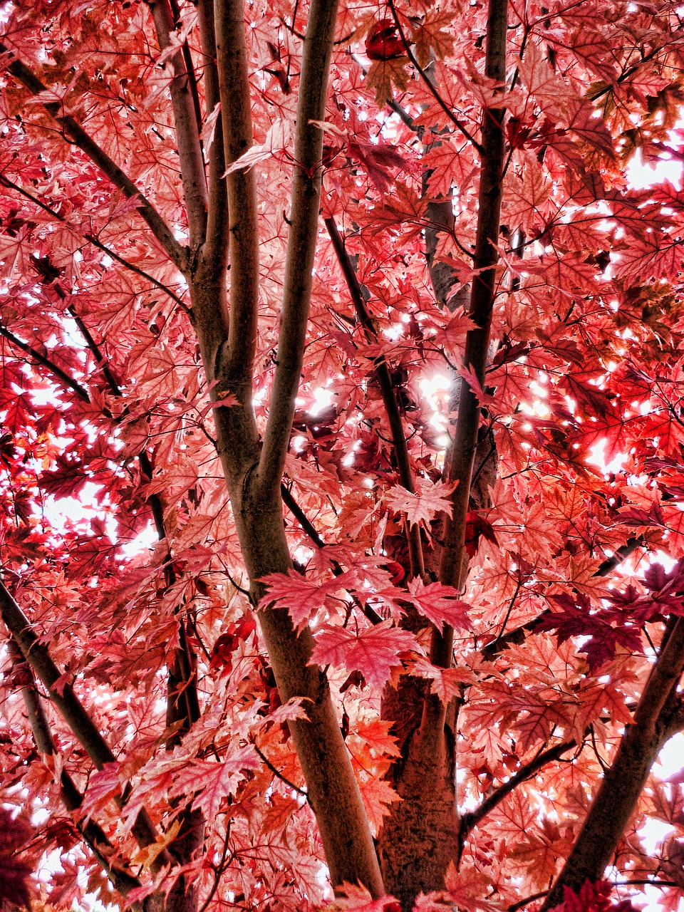 autumn autumn leaves red leaves free photo